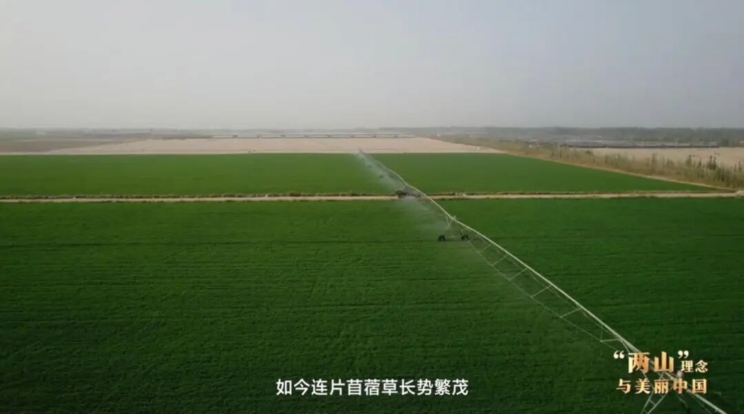 “两山”理念与美丽中国丨塔克拉玛干边缘，种出万亩“致富草”
